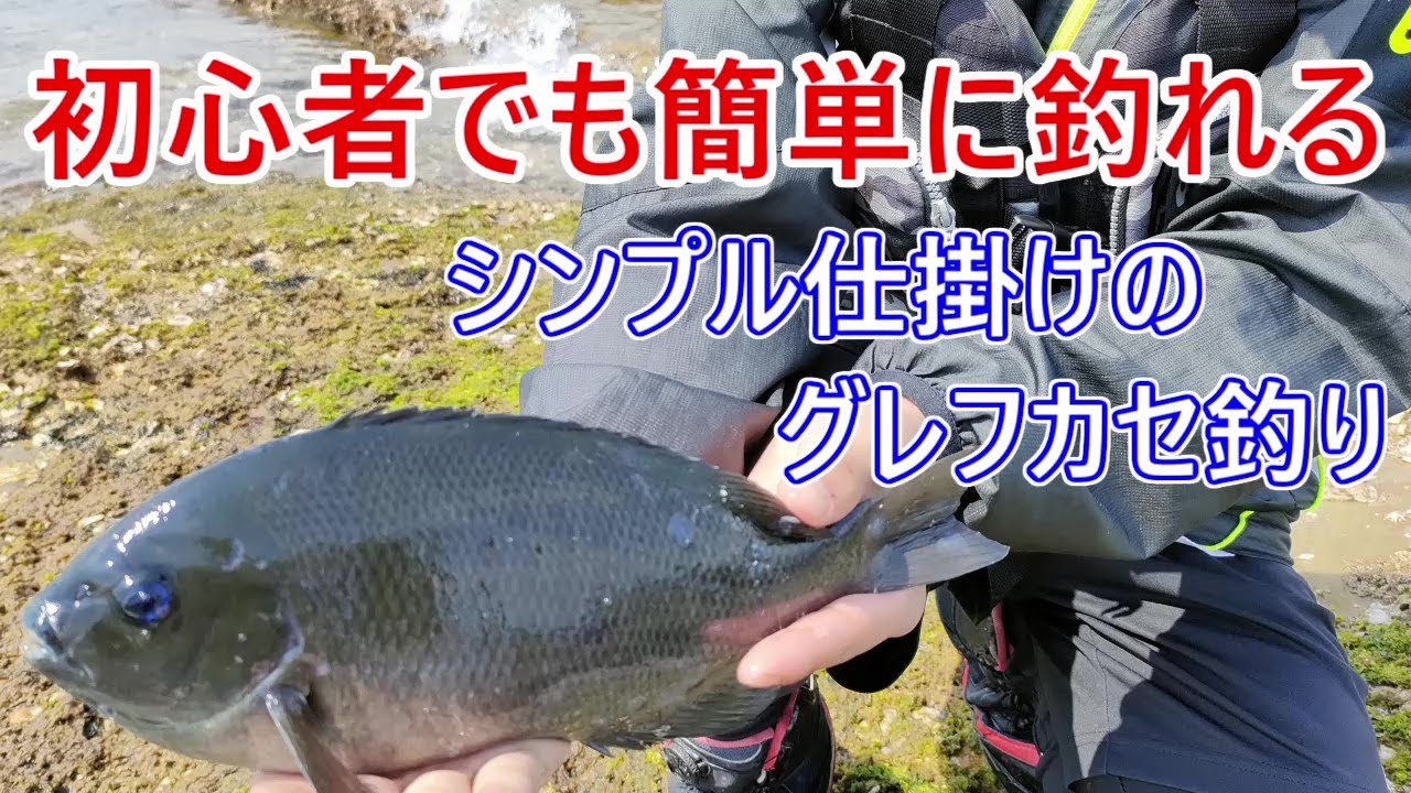グレ釣り入門　初心者の方にも扱いやすい仕掛けでグレを釣る