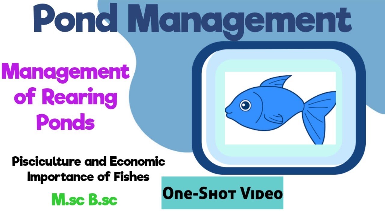 Management of REARING PONDS🏝️🐳|Types of Pond|Pond Management|M.sc B.sc|Pisciculture|Aquaculture|
