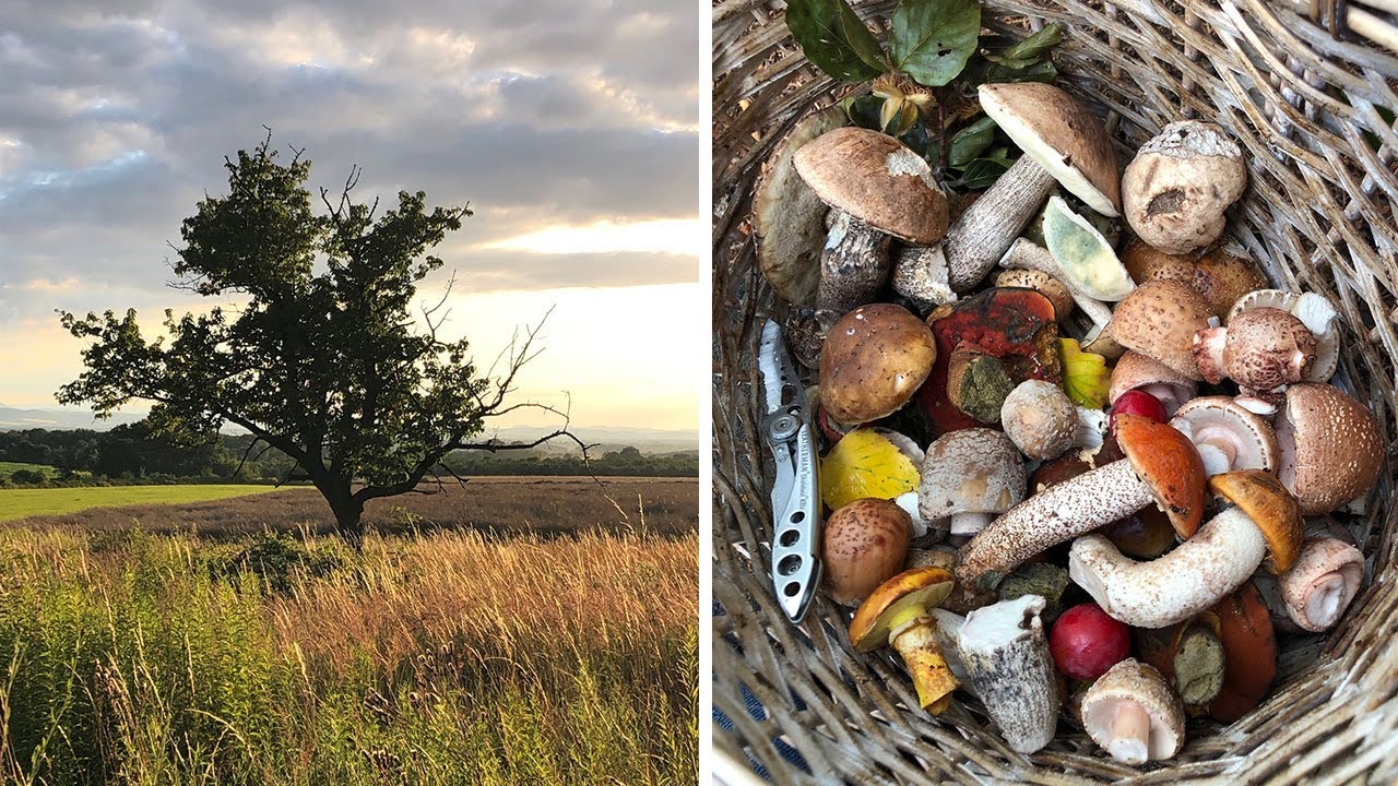 Pierwsze prawdziwki! Pierwsze koźlarze! Kolorowo i pięknie w lesie.