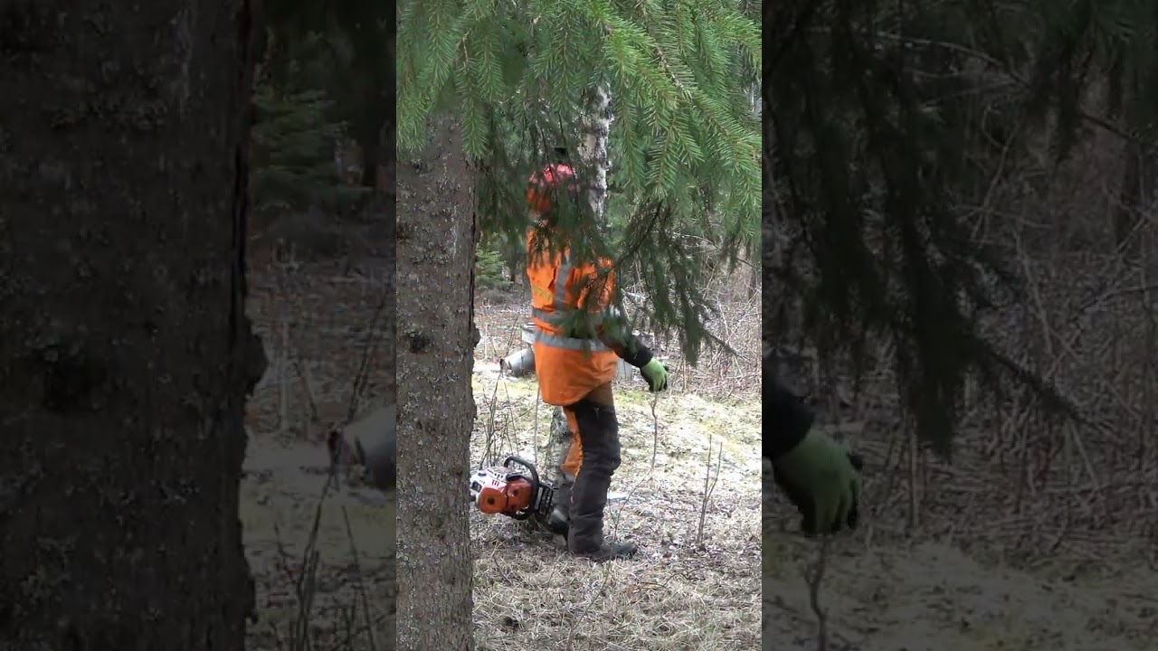 Do you know this tree felling technique?