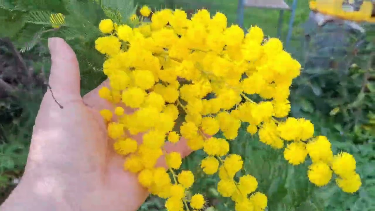 Южная Италия. Мой сад в горах. Живой звук.