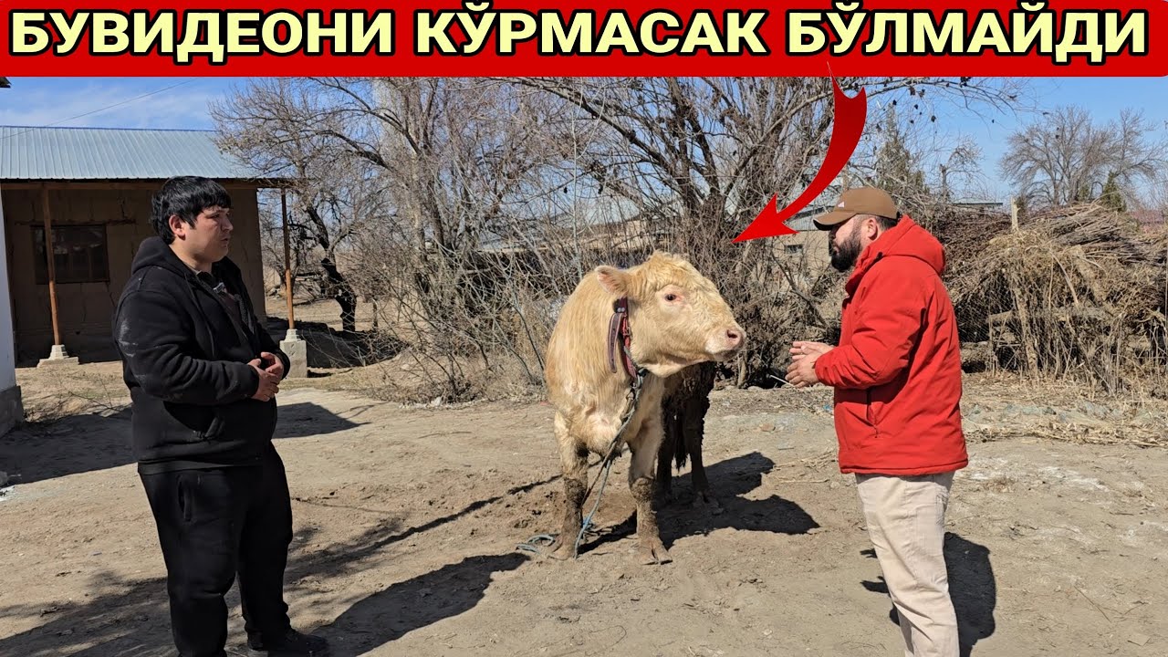ТЕЗКОР ЯНГИЛИК УШБУ ВИДЕОНИ КЎРМАСАК БЎЛМАЙДИ ХАЛОЛ ГЎШТ МАҲСУЛОТИ КЕРАКМИ🥩#rek 