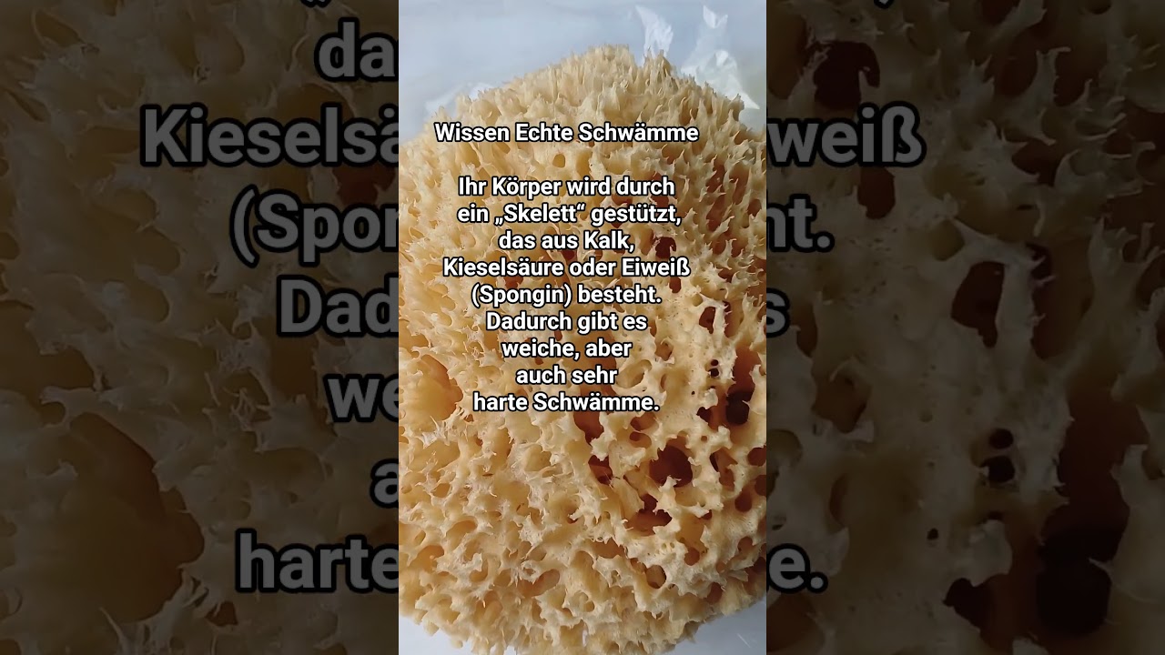 Wissen Echte Schw&auml;mme #sponge #schwamm #animalfacts #knowledge