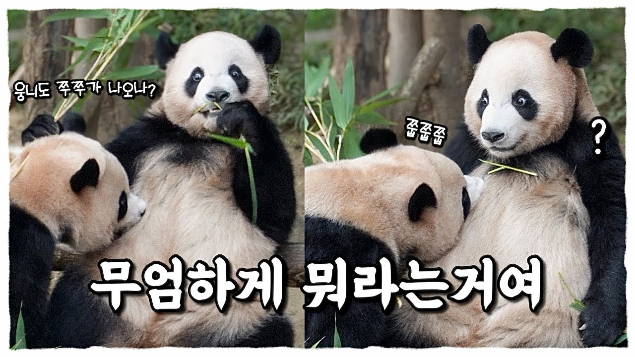 쭙쭙거리는 후이때문에 루리둥절👀…웅니는 쭈쭈안나온다했다!!!💢