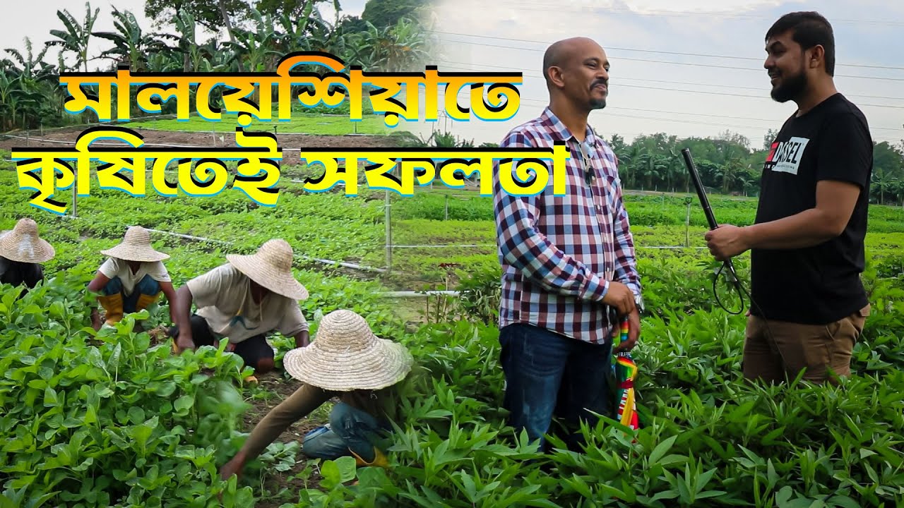 মালয়েশিয়াতে এক বছরেই সকল খরচের টাকা উসুল | কৃষি বারো মাস | Sohel Afsan