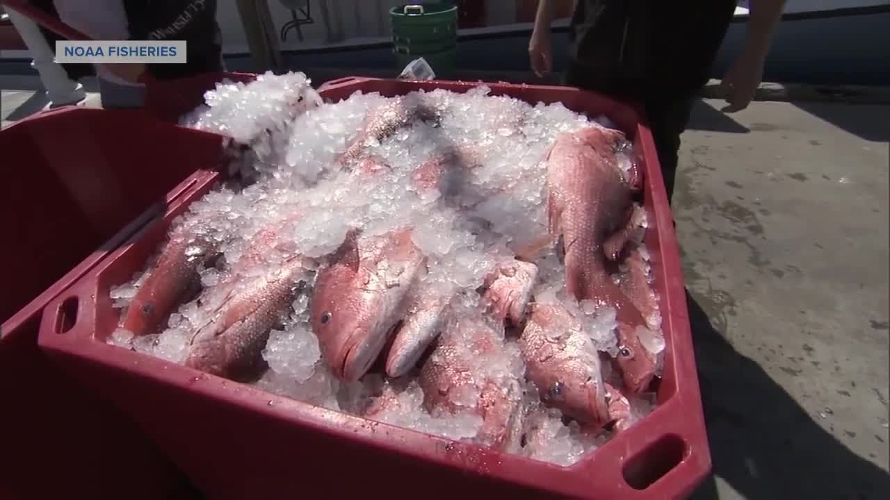 Why some Panacea fishermen are unhappy with change in red snapper fishing rules
