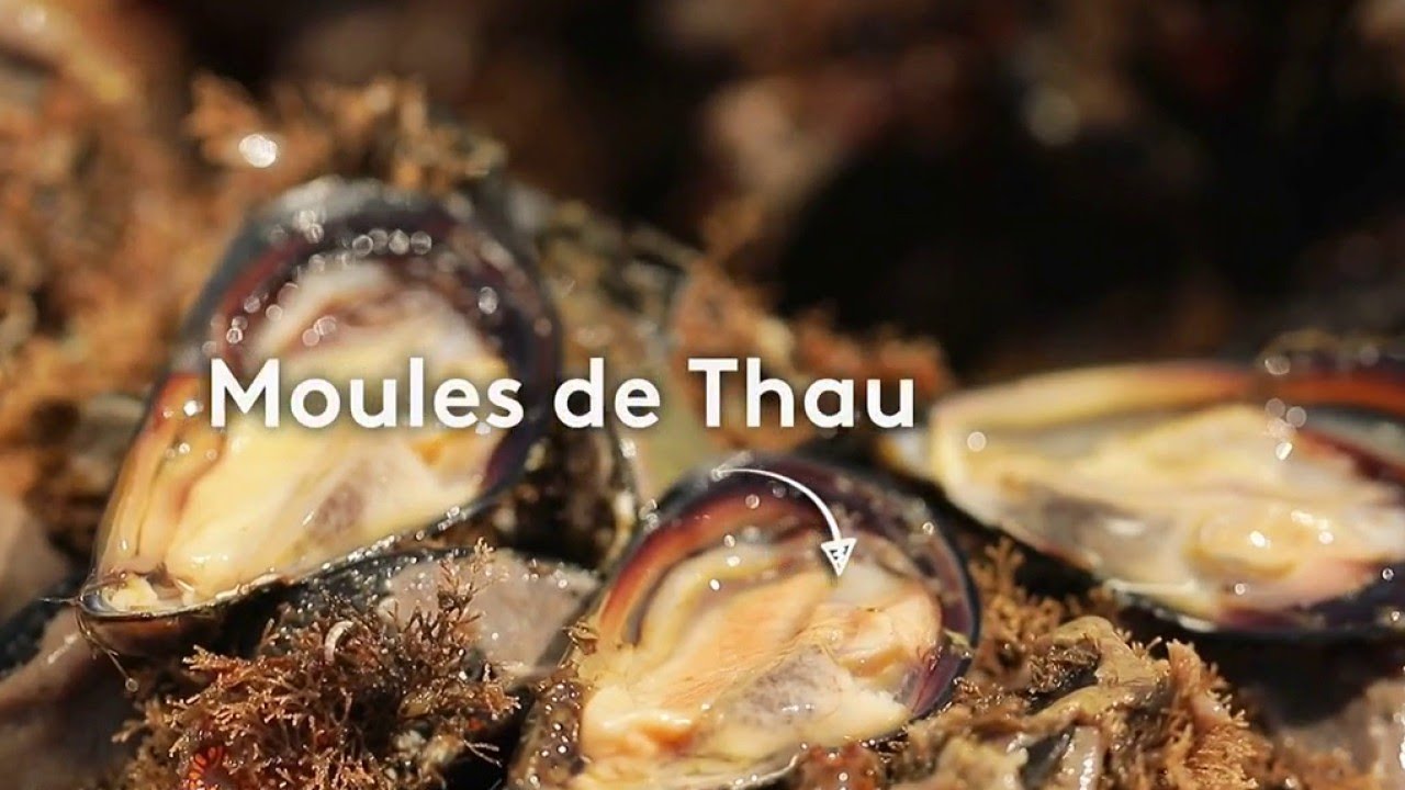 Terroir - Thau : étang ou lagune, un terroir unique !
