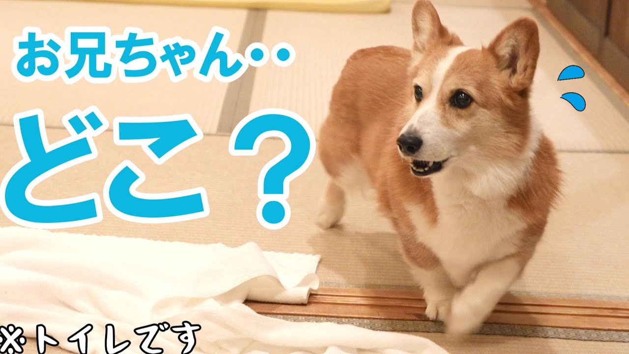 宿で少しでもお兄ちゃんの姿が見えなくなると、心配で大慌てするコーギー犬