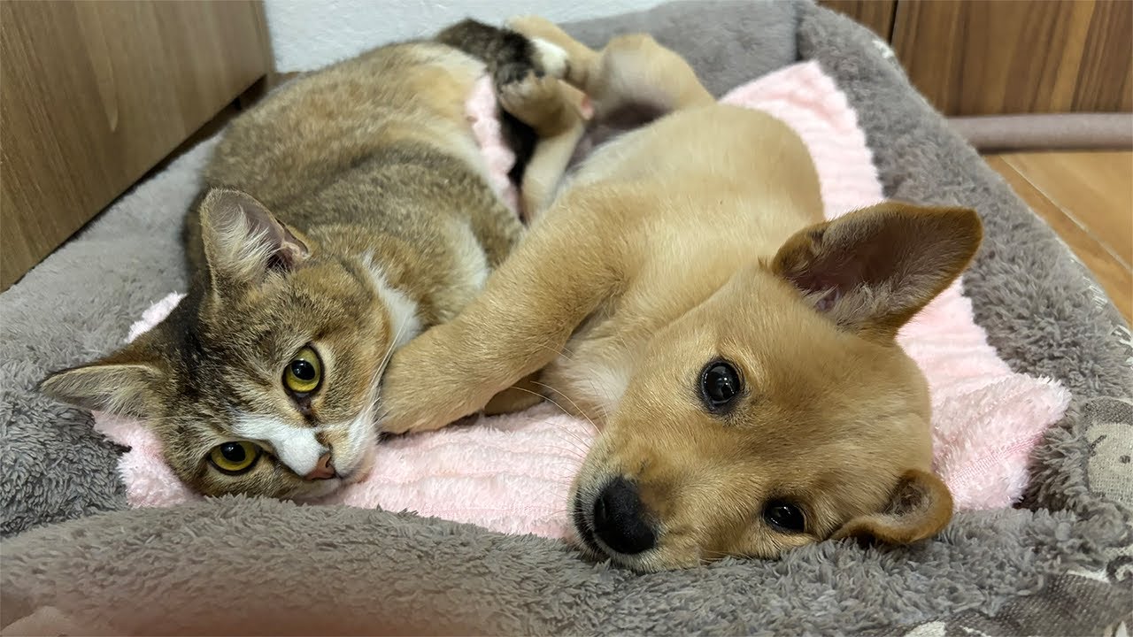 Abandoned Puppy Meets a Gentle Kitten for the First Time | His Reaction Will Melt Your Heart