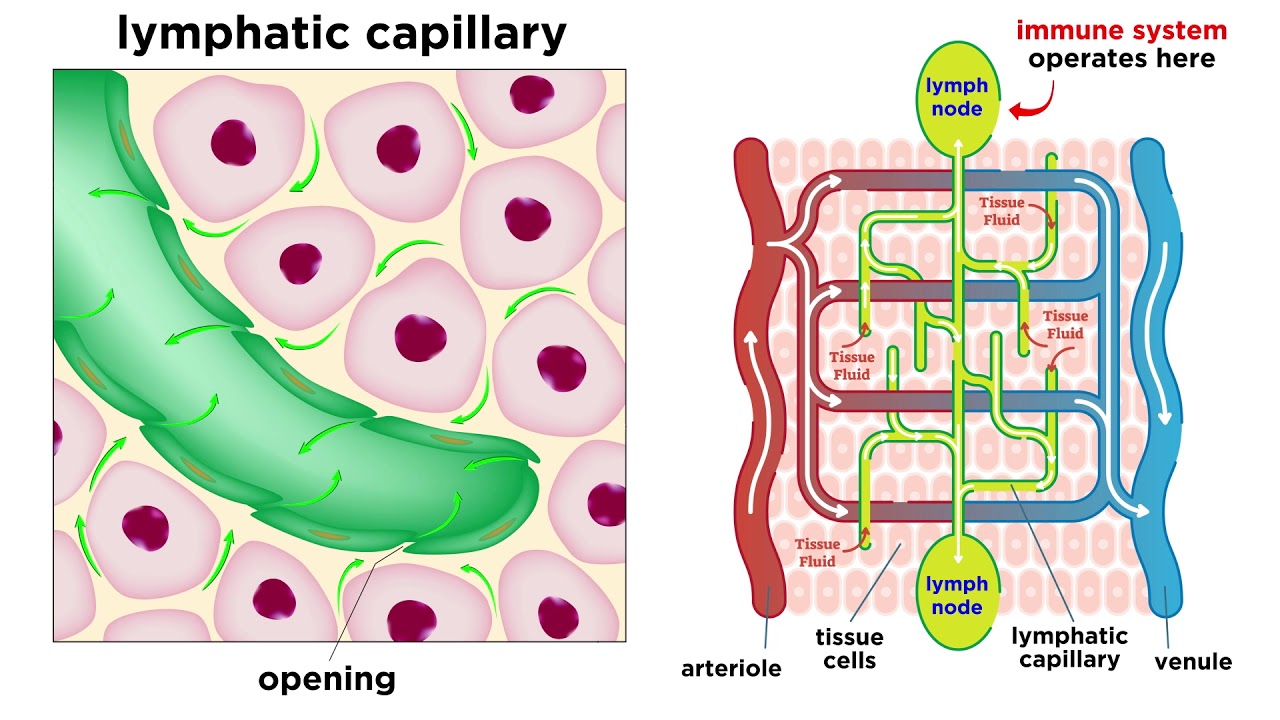 The Circulatory System Part 3: The Lymphatic System