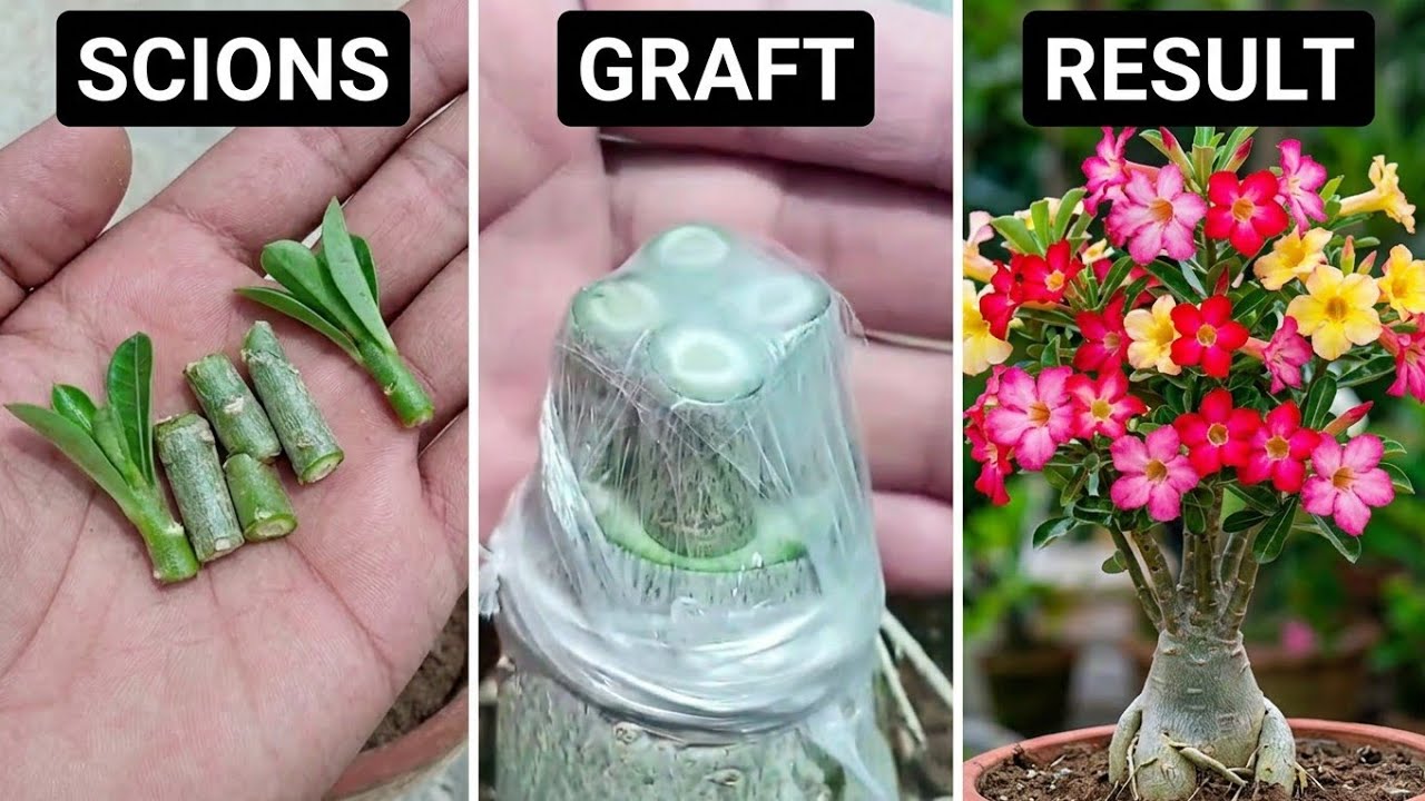 Multiple Grafting on One Desert Rose Plant With 100% Success | How To Graft Desert Rose