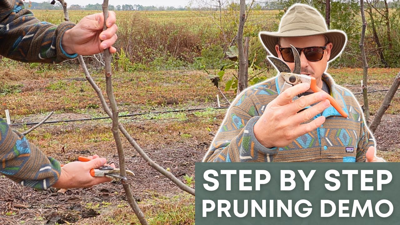 Fig Pruning 101: The Hands-On Guide Every Grower Needs