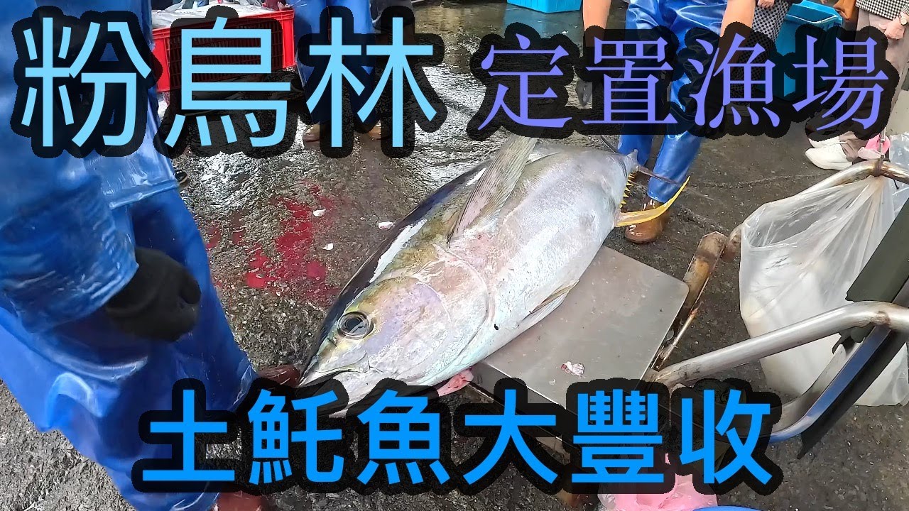 冬季的粉鳥林定置漁場 果然抓到都是肥美的土魠魚【跟著藝術家來放風】159 中文字幕 #土魠魚 #黃鰭鮪 #目孔魚 #旗魚 #白毛