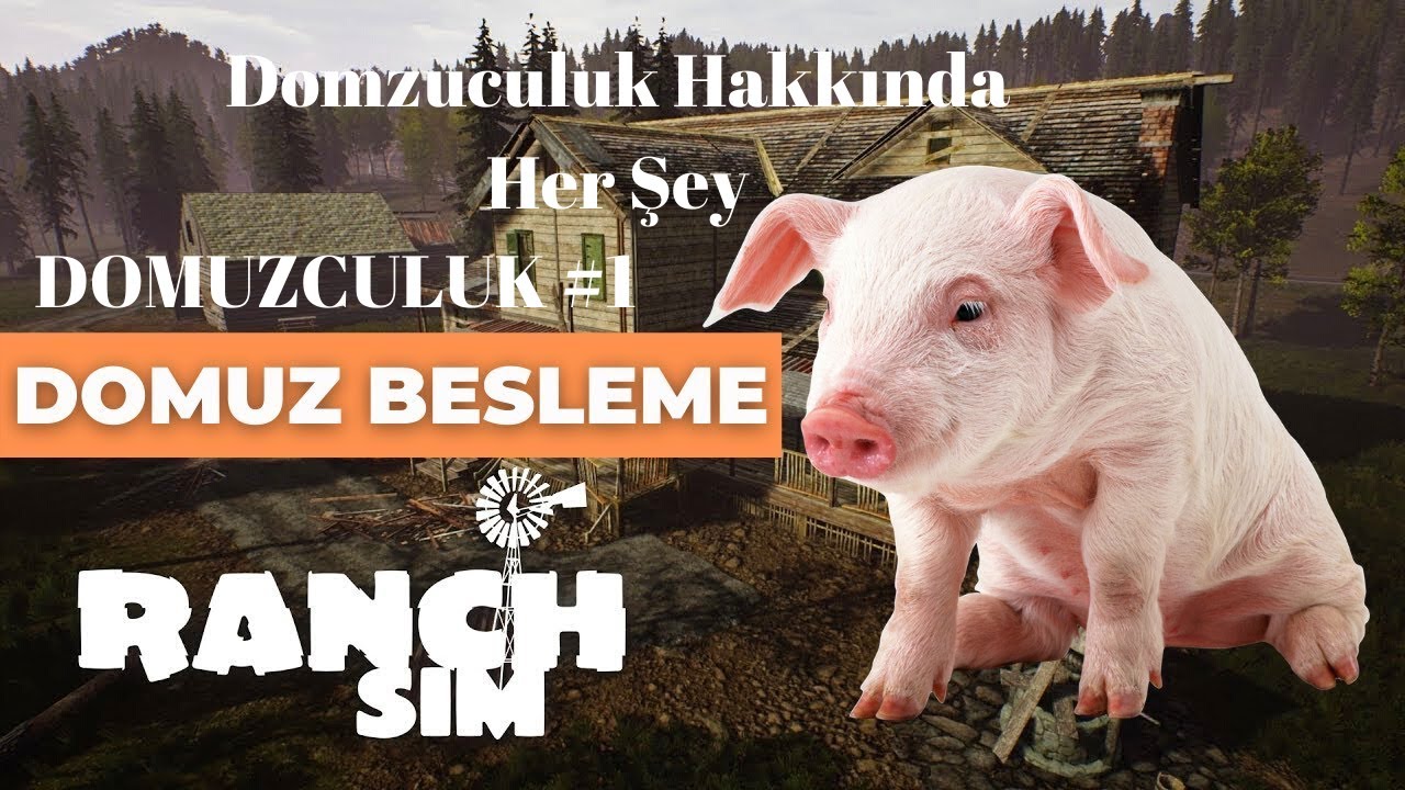 Domuzculuk Hakkında Her Şey - Ranch Simulatör