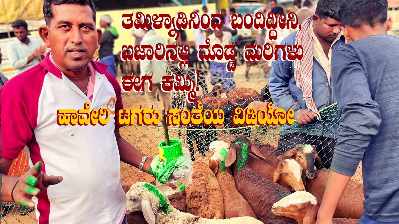 Haveri Sheep Market in Karnataka | Why is there a scarcity of 35 kg sheep in the Market