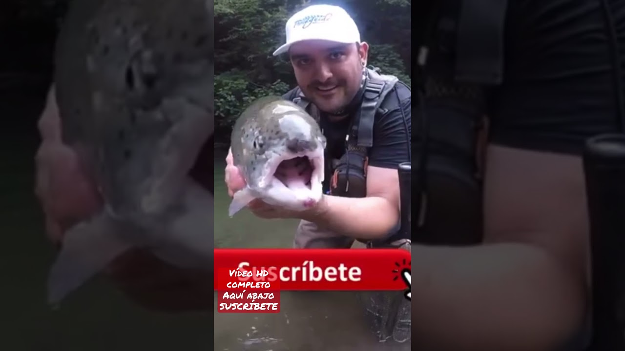 Pesca de Trucha muy grande la m&aacute;s grande que he atrapado!!!!