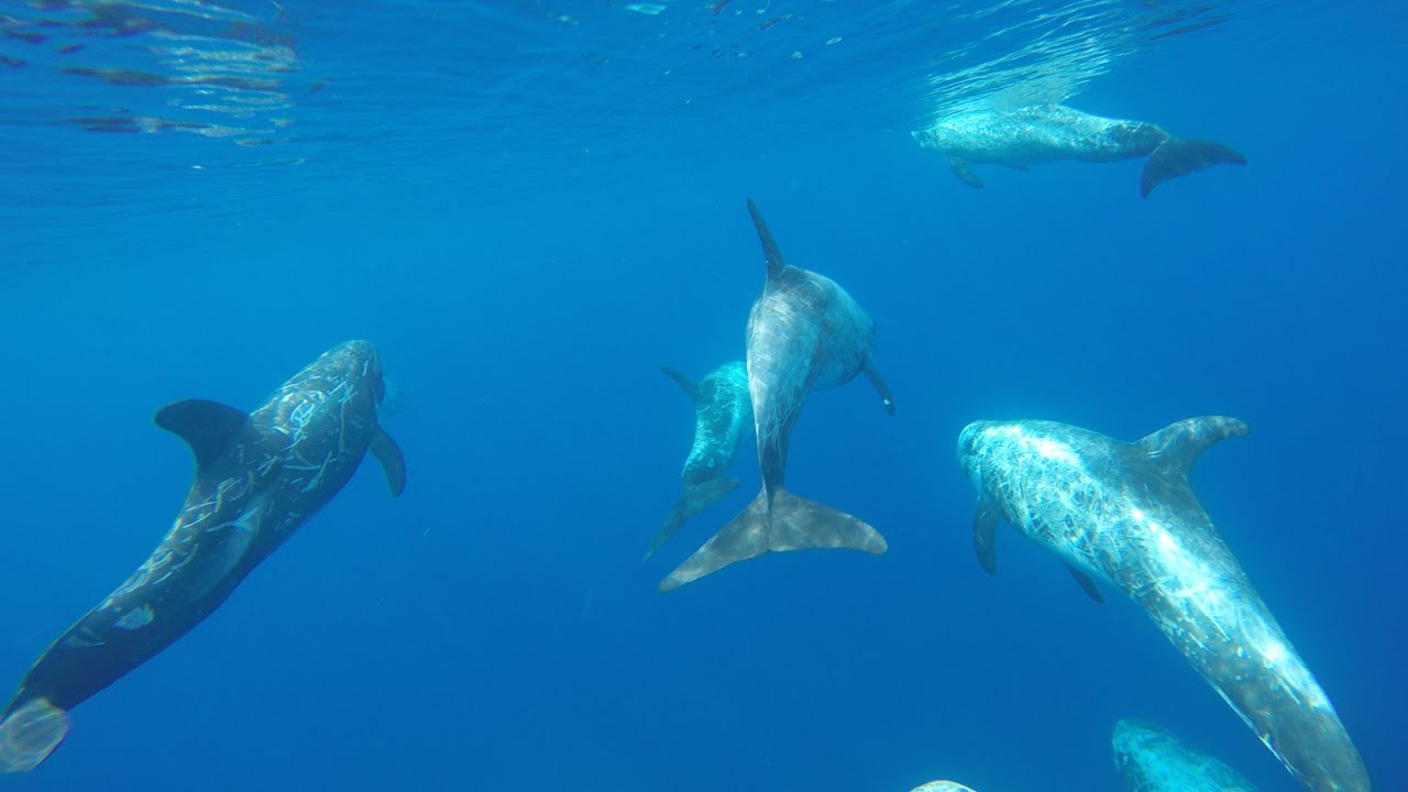 Nadando con delfines y calderones.