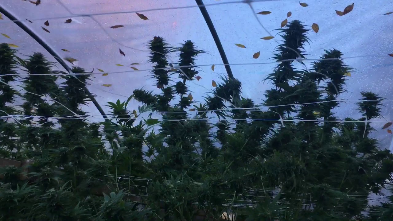AK-47 on the day of harvest. 10-15-19