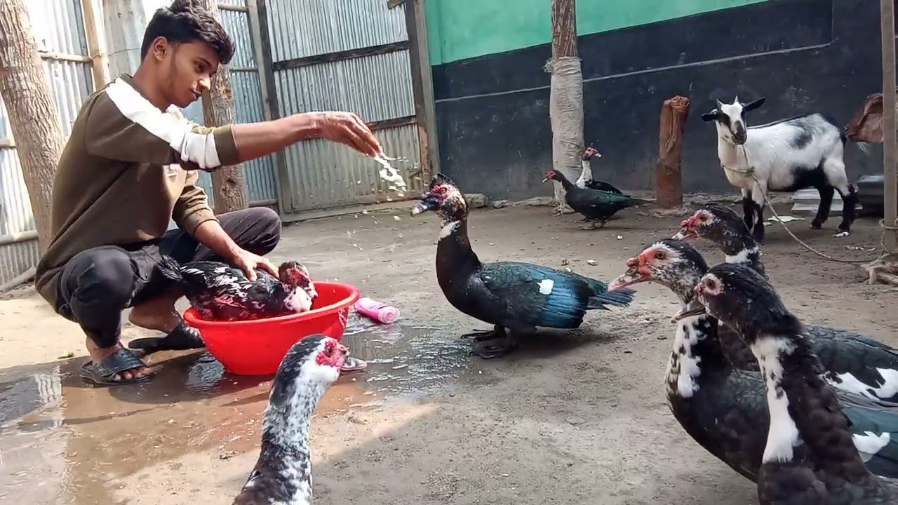 খামারের ২ টা হাসকে গোসোল করালাম#viral #shorts#shortvideo
