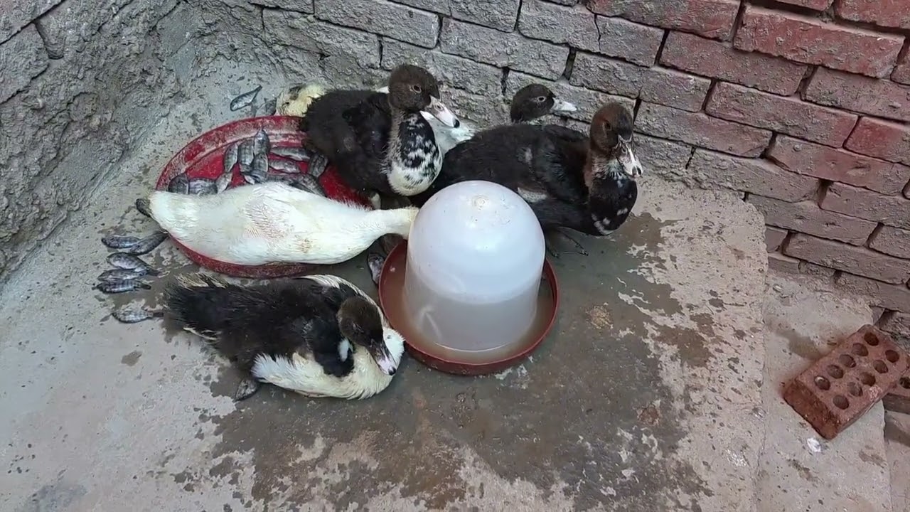 تسمين البط بالسمك الطازه