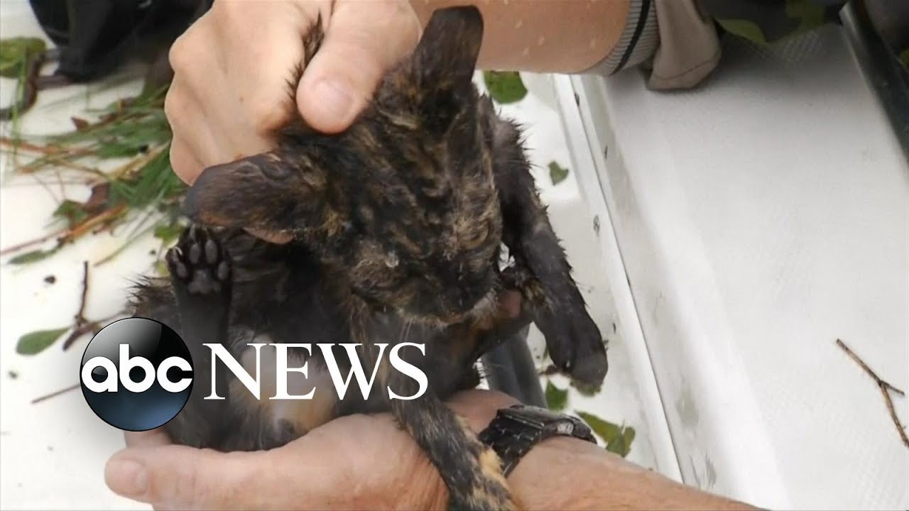 Cats rescued from NC floodwaters l Hurricane Florence animal rescue