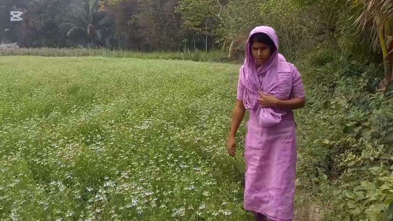 কাজিরা ক্ষেতে বা বাগানে সাখ তুলতে গেলাম