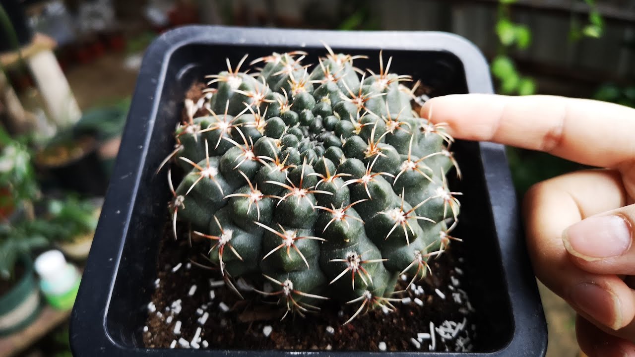 什么时候适合给仙人球换盆？换盆时需要注意什么？看完明白了