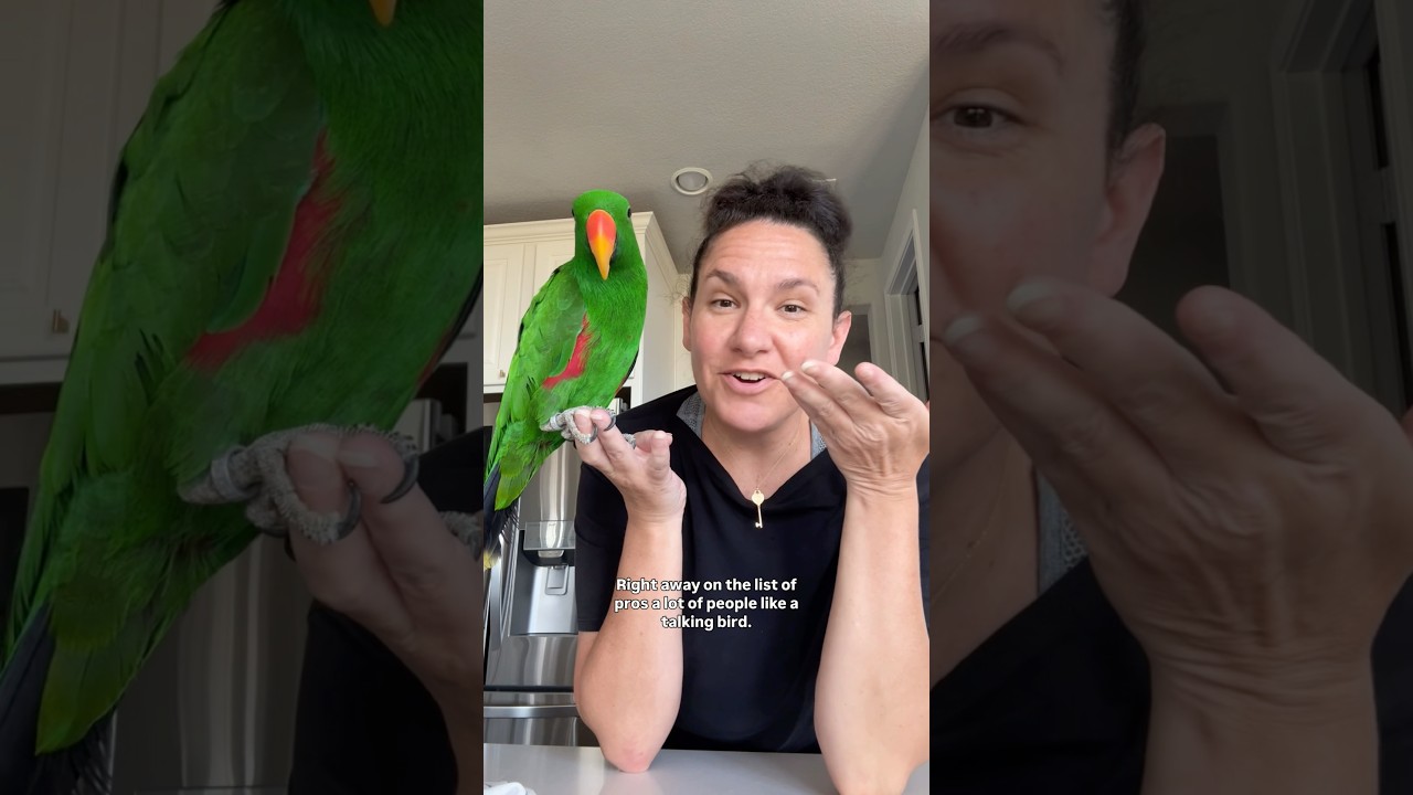 For anyone thinking about getting and eclectus parrot&hellip; #rescue #parrot #birds #eclectusparrot