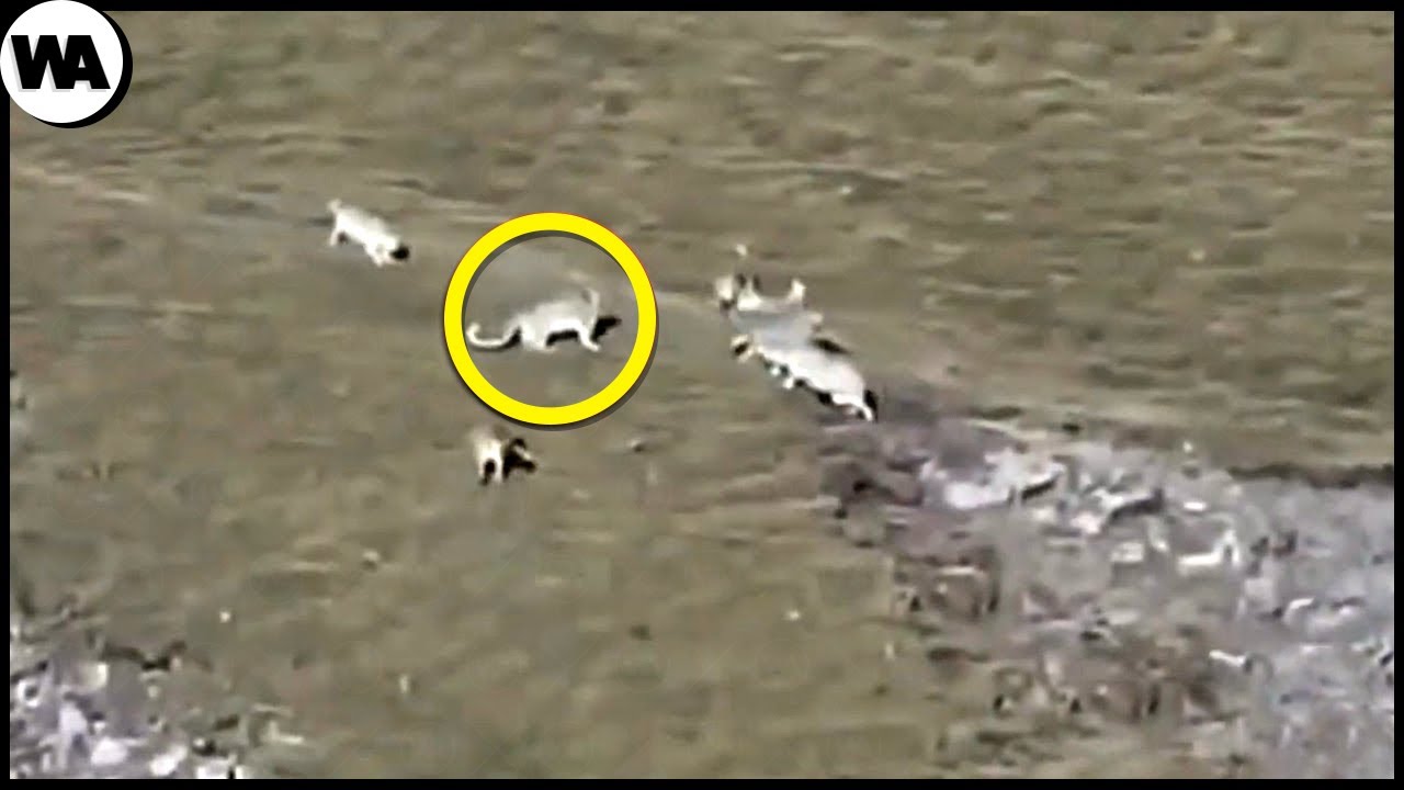 Une Heure Sur Les Animaux Au QI Le Plus Élevé et Aux Superpouvoirs Étonnants