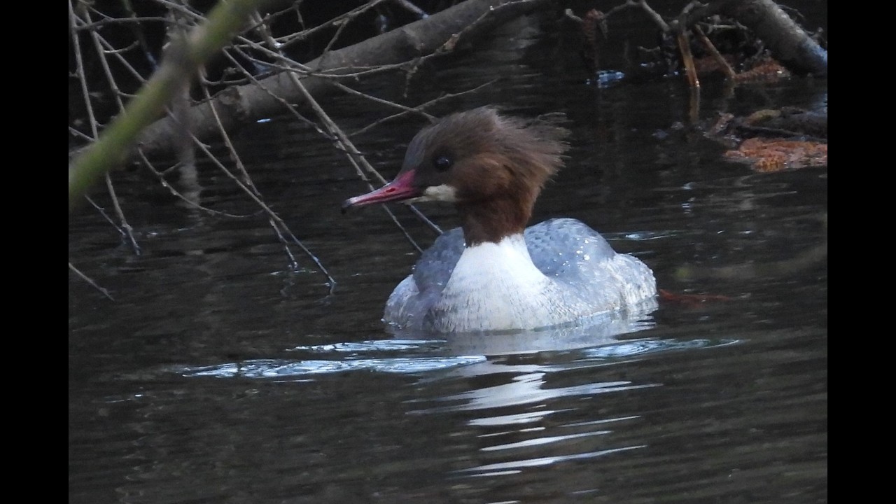 Greenham Common & Moor Green Lakes,  Feb 2026