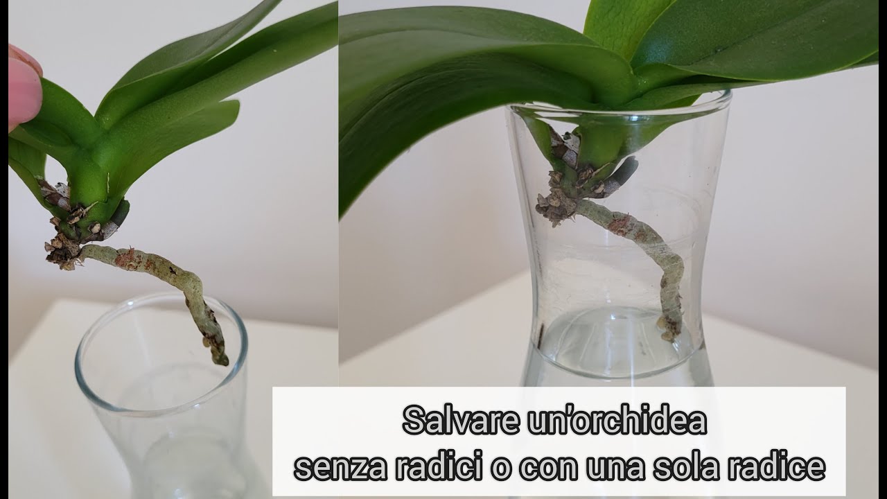 Tutorial: come salvare un'orchidea senza radici o con una sola radice! #phalaenopsis #orchidea