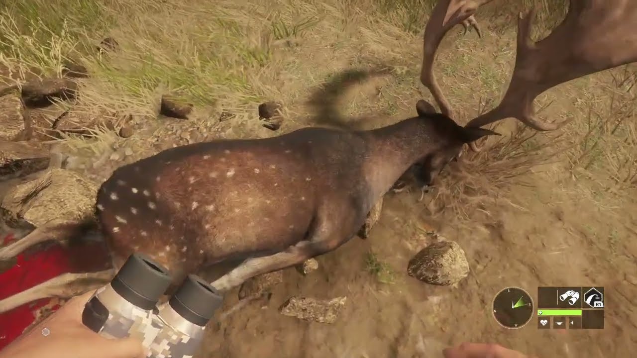 First diamond mule fallow deer