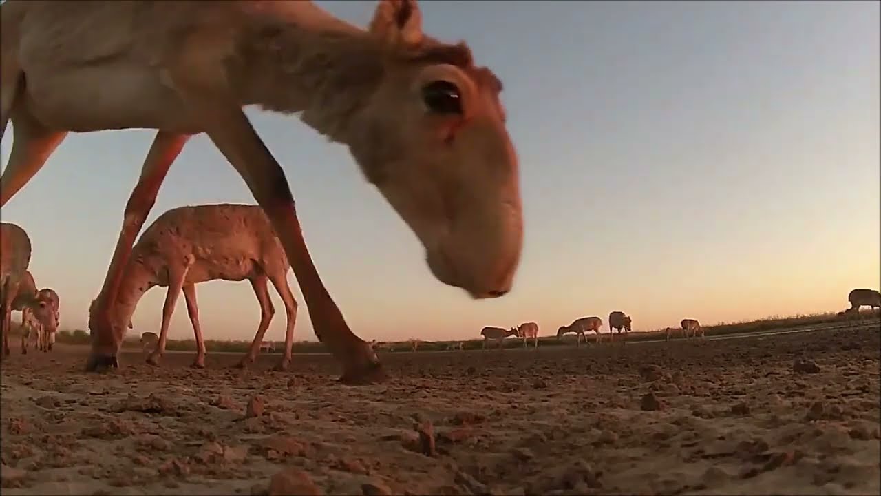 Herd Of Saiga Antelope In Uzbekistan