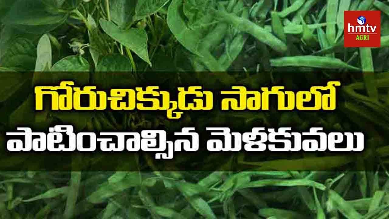 Cluster Beans (గోరుచిక్కుడు సాగు) Cultivation Guide | hmtv Agri