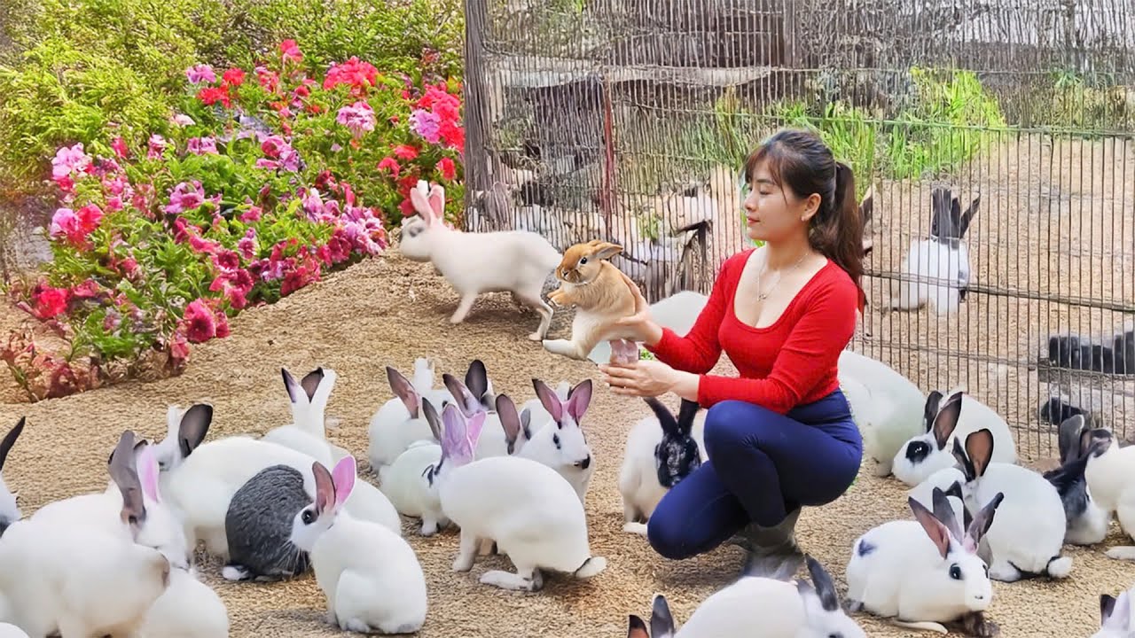 DIY Rabbit Cage Using Iron And Plastic Mesh, Buy Rabbits to Raise | Nhất My Bushcraft