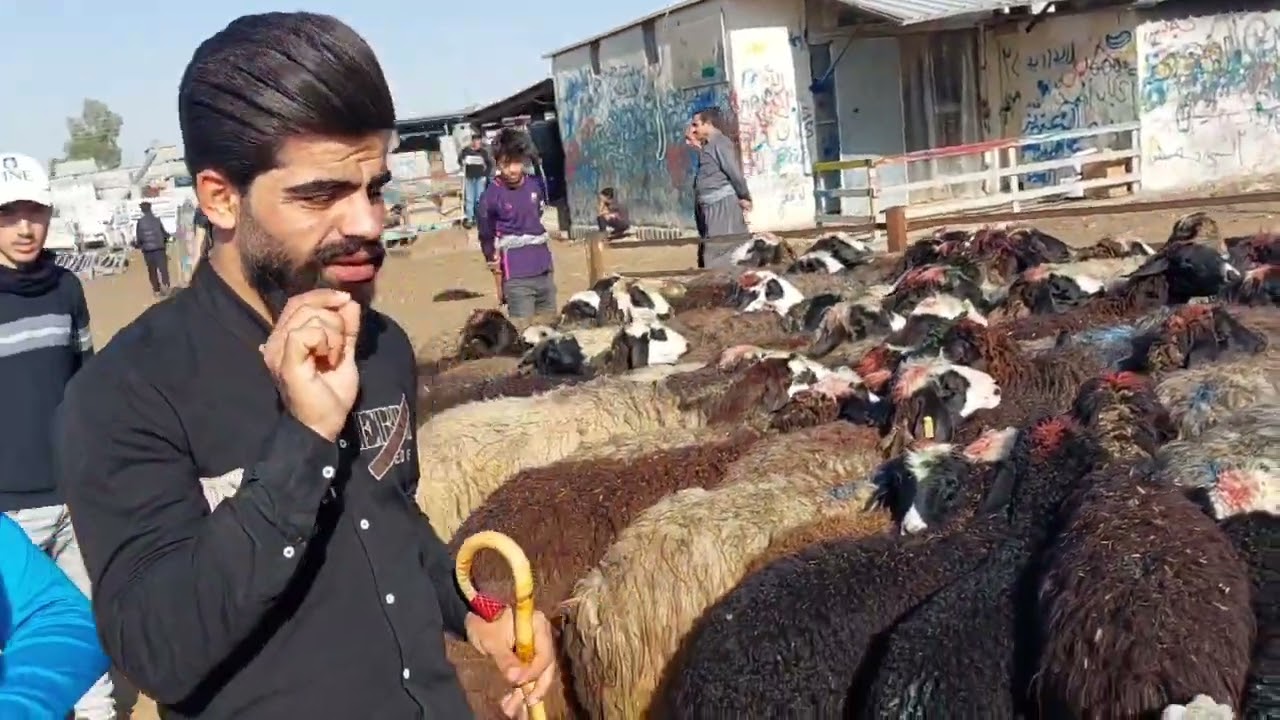 بورصه علوة جوبة وكفة  سوق المواشي اربيل المركزيه يوم 2022\5\11