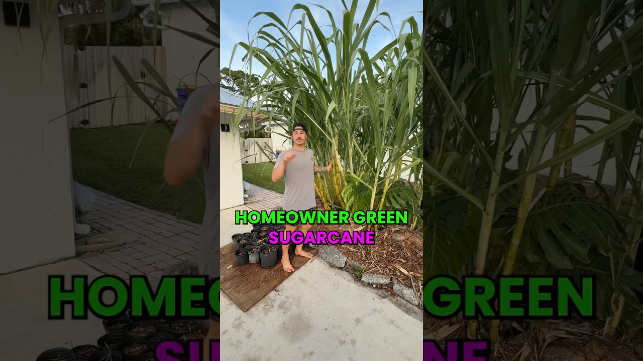 This is not bamboo&hellip;it is Sugarcane! 🎍 #growinnhomes #sugarcane