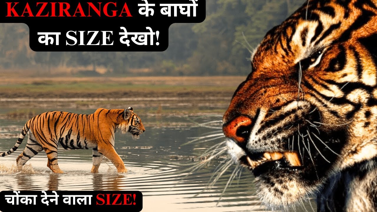 Assam के Kaziranga के Tiger का Size देखिए! Tiger Sighting No. 2 #wildlife #assam