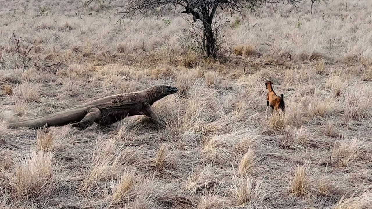 Komodo Dragons Run Fast To catch Goats Alive