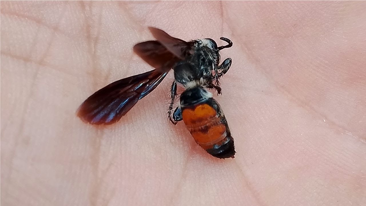 Avispa &lsquo;Dielis dorsata&rsquo;