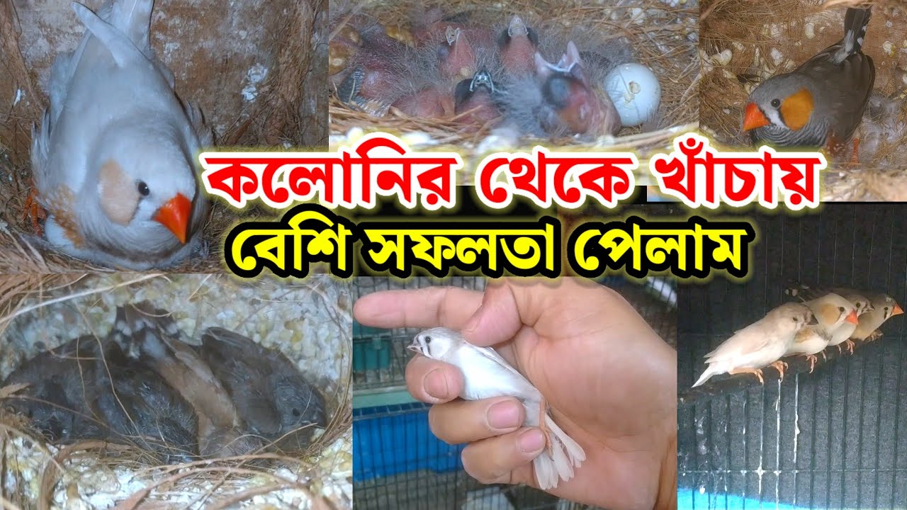 ফিঞ্চ পাখির কলোনি থেকে খাঁচায় বেশি সফলতা পেলাম || finch bird cage setup || Birds of village