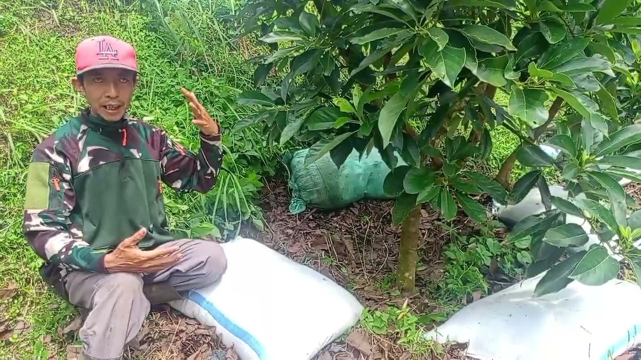 Pemupukan organik (Pupuk Bokasi) pada tanaman alpukat 🥑 Season 2👍🏻