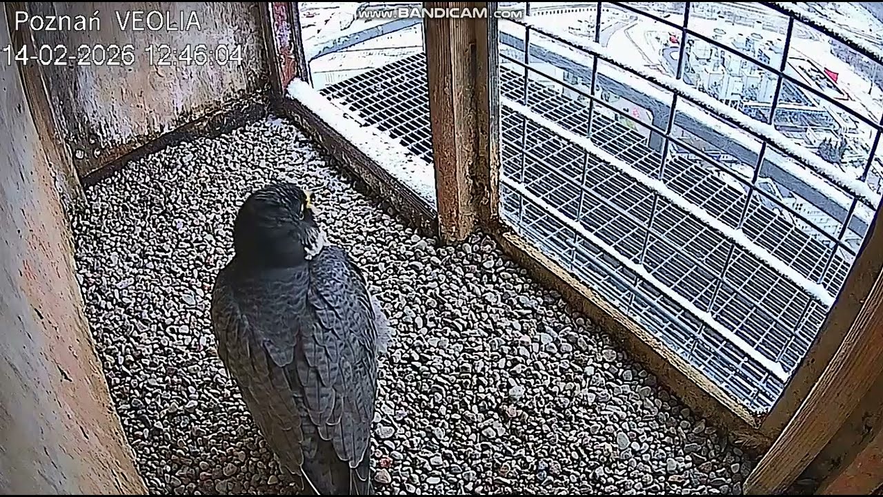 VEOLIA Poznań PL-Velio, I think, is waiting in nest, calling Female, also at  threshold-202602141240