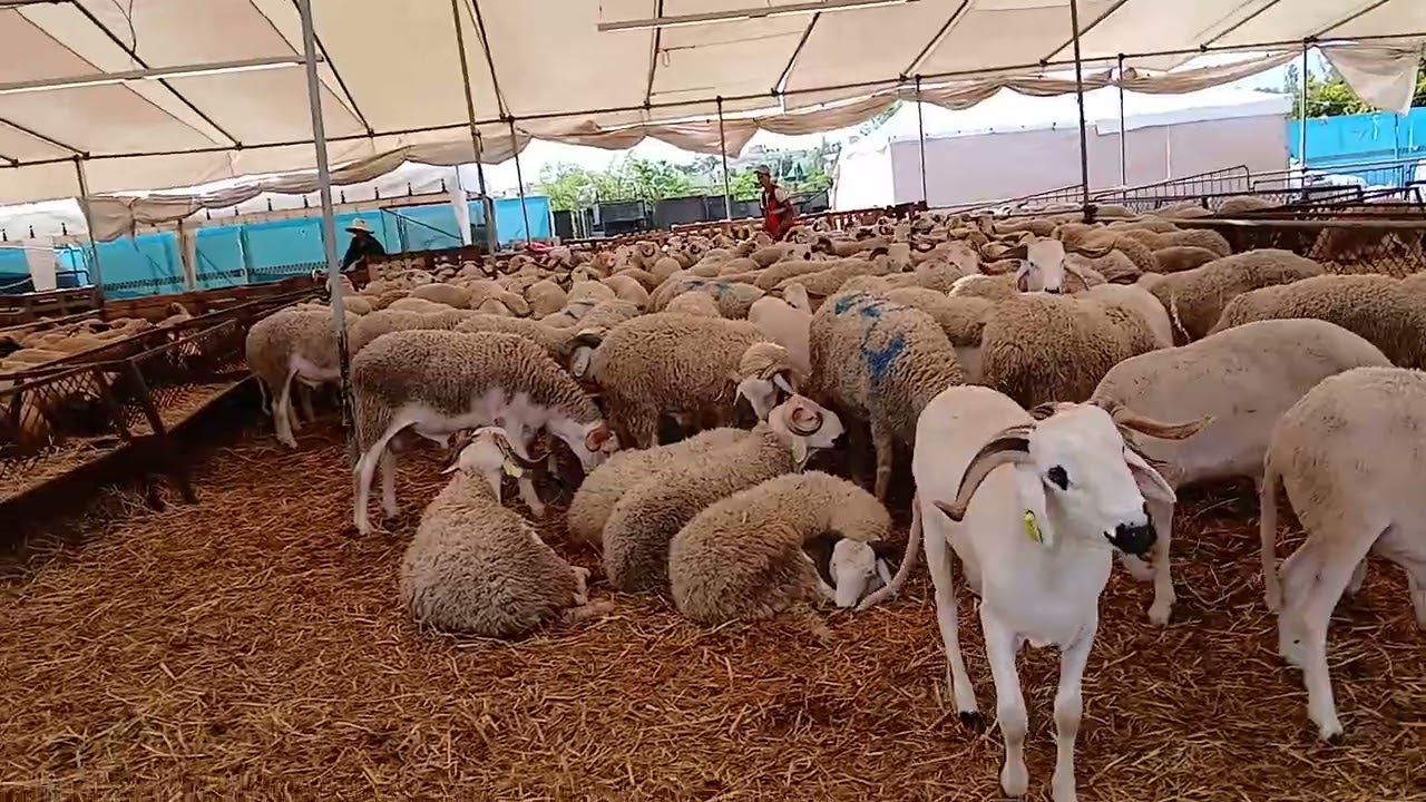 عيد الاضحى 2024 🐏 كبش 150 بثمن خيالي 🤩