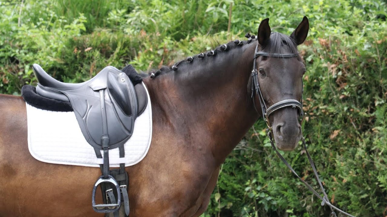 VENDU - Hongre - Lusitanien - 12 ans - Dressage - Loisir