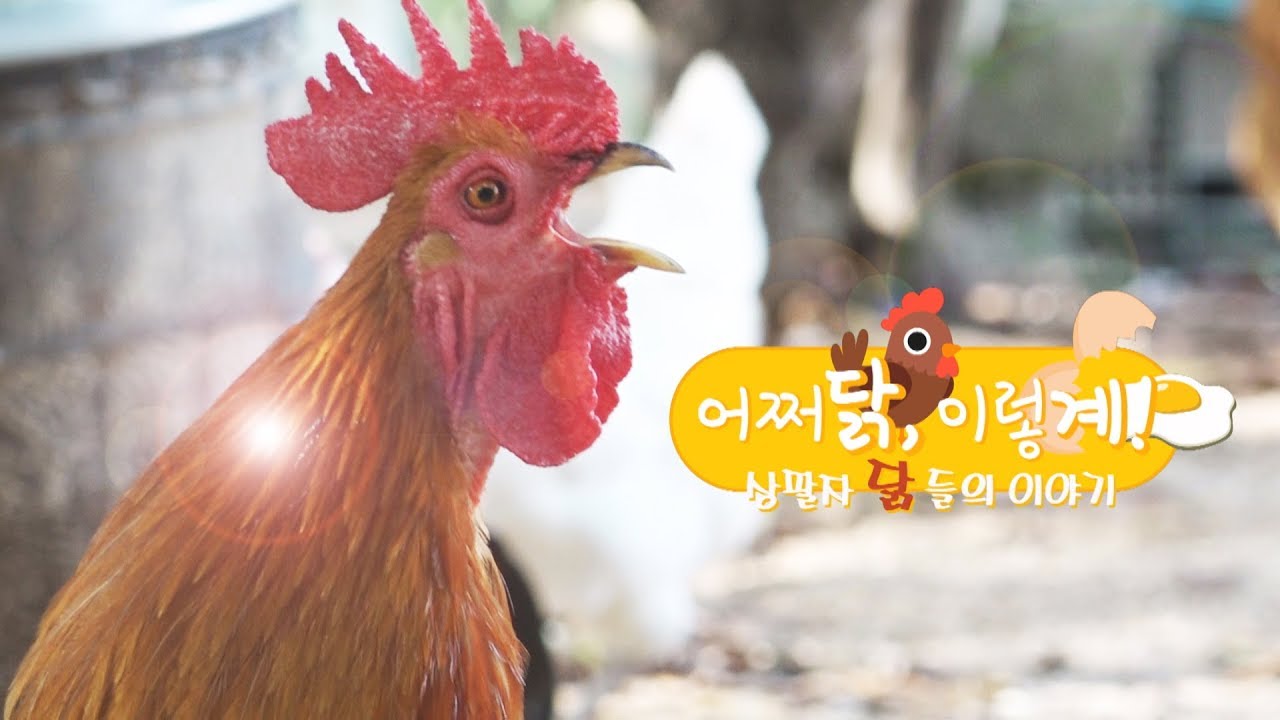 '어쩌닭 이렇계‘!, 상팔자 닭들의 이야기 [한겨레포커스]