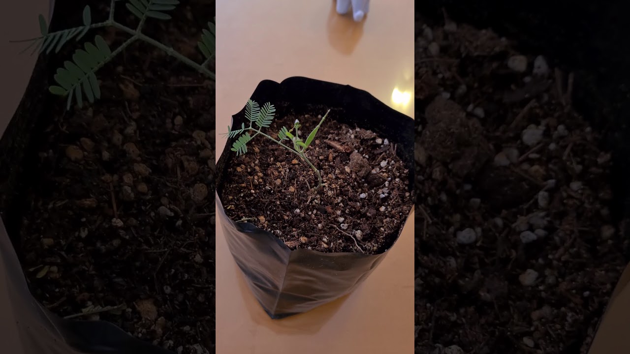 ACACIA NEGRA 🌳🌿 una excelente opción para tu jardín