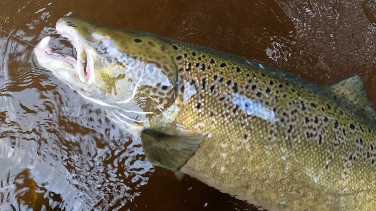 Kungsådran Salmon 105cm male / Salmon flyfishing