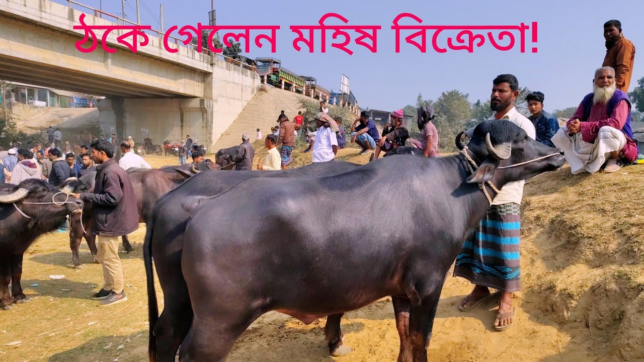 ঠকে গেলেন মহিষ বিক্রেতা! kaharol mohisher hat Dinajpur|| buffalo market in Bangladesh 