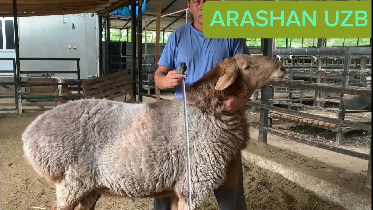 ARASHAN QOʻCHQOR KLICHKASI SIMBA SOTILADI☎️+998905308452☎️ Vistafkaga boqadiganlarga